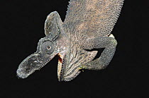 Single welded horn chameleon {Kinyongia xenorhina} mouth open. Ruwenzoris NP, Uganda