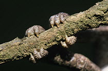 Close-up of European chameleon (Chameleo chamaeleon) feet holding onto branch