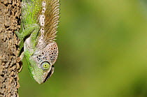 Warty chameleon male {Chamaeleo verrucosus} Madagascar