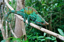 Parson's chameleon male on branch {Chamaeleo parsonii} Madagascar