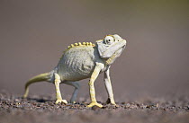 Desert chameleon (Chamaeleo namaquensis) defense posture, Namibia
