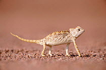 Desert chameleon walking {Chamaeleo namaquensis} Namibia