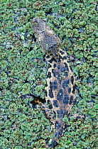 Broad nosed caiman amongst aquatic plants {Caiman latirostris} Sante Fe, Argentina