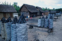 Rainforest trees sold as charcoal, Madagascar