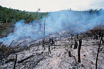 Clearing forest for Agriculture - trees burning Madagascar. Slash and burn