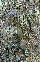 Flat tailed gecko camouflaged on tree trunk {Uroplatus phantasticus} Madagascar