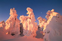 Trees covered with snow, Brocken, Harz NP, Germany. Sunrise sequence