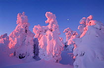 Trees covered with snow Sunrise sequence, Brocken, Harz NP, Germany