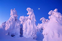 Trees covered with snow, Brocken, Harz NP, Germany