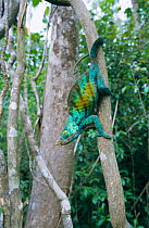 Parson's chameleon male climbs across tree trunks {Chamaeleo parsonii} Madagascar