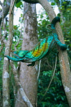 Parson's chameleon male climbing using tail {Chamaeleo parsonii} Madagascar