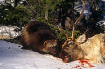 Wolverine (Gulo gulo) scavenging caribou carcass, USA, captive