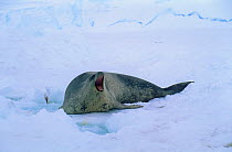 Weddell seal {Leptonychotes weddelli} roaring,  Kloa EP rookery, Antarctica