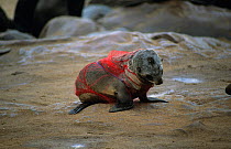 South african fur seal {Arctocephalus pusillus pusillus} pup caught in fishing net, South Africa