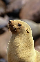 South african fur seal {Arctocephalus pusillus pusillus} portrait, Cape Cross, Namibia
