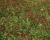 Looking down on a bed of Crimson clovers {Trifolium incarnatum} in Redwoods National Park, California
