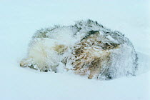 Husky dog sleeping after blizzard, Lancaster Sound, Canadian Arctic