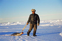 Inuit dragging recently shot Ringed seal (Phoca hispida) on ice, Spring, Lancaster Sound, Canadian Arctic 1995