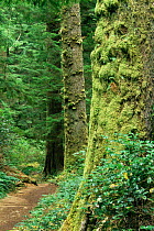 Moss covered tree trunks, temperate rainforst, Vancouver Island, British Columbia, Canada