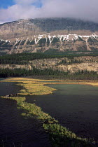 Palisade area of Jasper National Park, Alberta, Canada