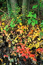 Broadleaved woodland with understorey vegetation in autumn, Central Pennysylvania, USA