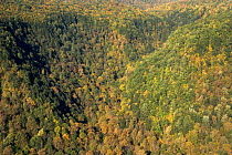 Aerial view of forested watershed at Pine Creek Gorge, Central Pennsylvania, USA