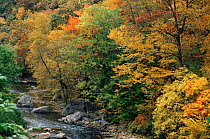 Eastern Deciduous forest in autumn colours, Fairmount Park, Philadelphia, Pennsylvania, USA