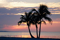 Sunset and palm trees at Sanibel Island, Florida, USA