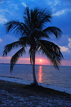 Sunset and palm tree at Fort Myers Beach, Florida, USA