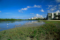 Wildlife and coastal development conflict, Estero Lagoon, Fort Myers, Florida USA
