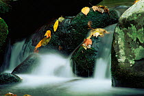Autumn stream landscape, Smokey Mountains National Park, Tennessee, USA