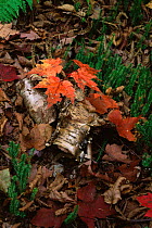 Leaf litter forest floor detail, Porcupine Wilderness Area, Michigan, USA