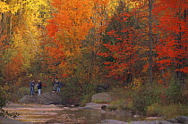 Photographers taking nature pictures of broadleaf woodland in Autumn / Fall, Michigan, USA