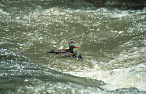 Torrent duck pair leading ducklings through river rapids{Merganetta armata turneri} Cuzco, Peru
