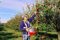 Man picks apple trees from orchard, North Illinois, USA