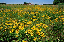 Prairie restoration with flowering meadows, 1880's farm, Wisconsin, USA