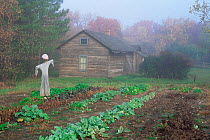 Scarecrow in vegetable patch in Old World State Historic Park, Wisconsin, USA 1996