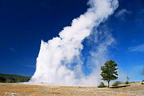 Old Faithful geyser errupting, Yellowstone National Park, Wyoming, USA