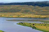 Large herd of Bison grazing (Bison bison) in Hayden Valley, near Yellowstone River, Yellowstone NP, Wyoming, USA