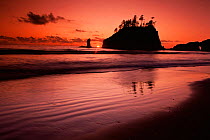 Sea stacks at sunset, Second Beach, Olympic NP, Washington, USA