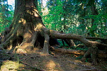 Hoh tree with elevated roots having grown from nurse log, Olympic NP, Washington, USA