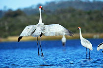 Brolga crane 'dancing' display {Grus rubicunda} N Queensland, Australia