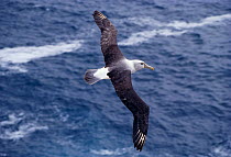 Shy albatross flying over water (Thalassarche cauta) Tasmania, Australia