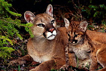 Puma with kitten {Felis concolor}. Also known as mountain lion or cougar.