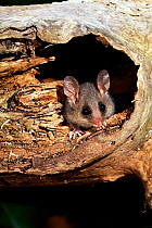 Eastern pygmy possum {Cercarteus nanus} Australia