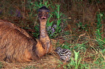 Emu and chick {Dromaius novaehallandiae} Australia