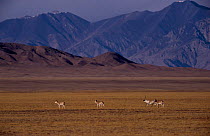 Tibetan antelope {Pantholops hodgsonii} Arjinshan Nature Reserve Xinjiang province, China. Endangered from hunting for fur.