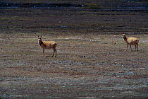 Tibetan antelope {Pantholops hodgsonii} Qinghai province, China Kekexili Nature Reserve