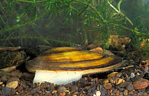 Swan mussel with foot extended {Anodonta cygnaea} Yorkshire, UK