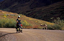 Cyclist watching Grey wolf on road {Canis lupus} Denali NP, Alaska, USA
